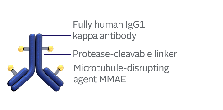PADCEV is comprised of a fully human IgG1-kappa antibody, a protease-cleavable linker, and a microtubule-disrupting agent MMAE.