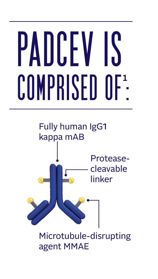 PADCEV is comprised of a fully human IgG1-kappa antibody, a protease-cleavable linker, and a microtubule-disrupting agent MMAE.