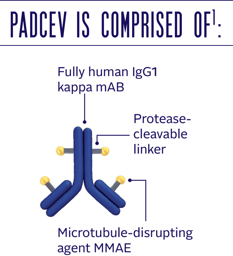 PADCEV is comprised of a fully human IgG1-kappa antibody, a protease-cleavable linker, and a microtubule-disrupting agent MMAE.