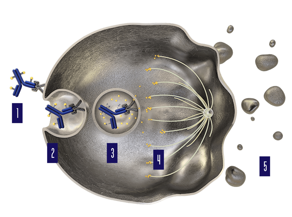 PADCEV mechanism of action.