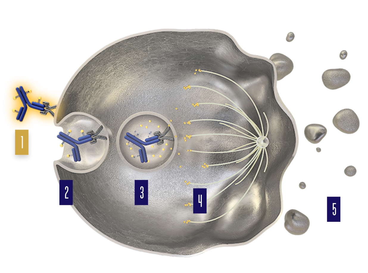 PADCEV mechanism of action step 1.