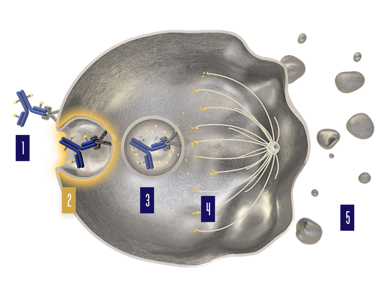 PADCEV mechanism of action step 2.