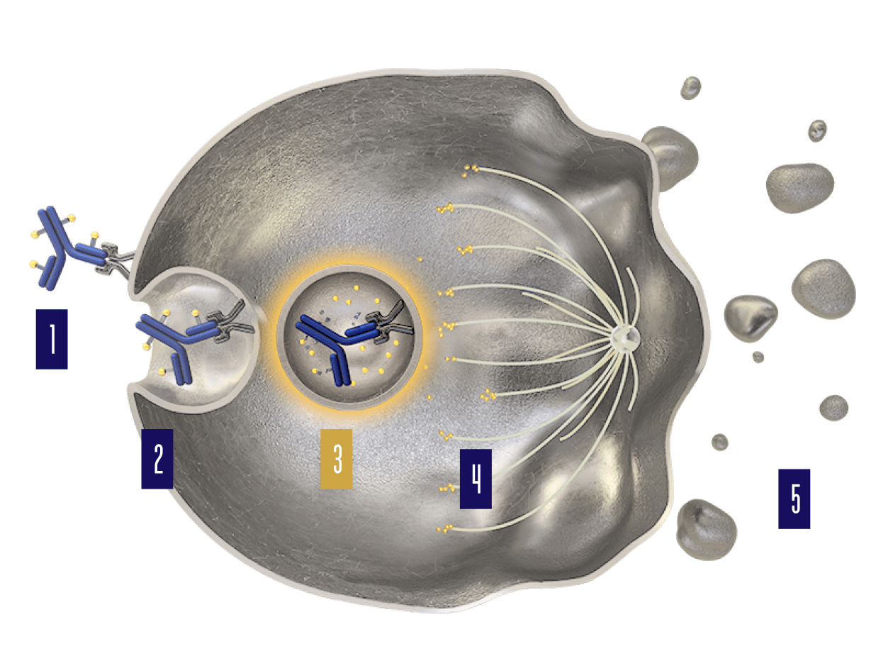 PADCEV mechanism of action step 3.