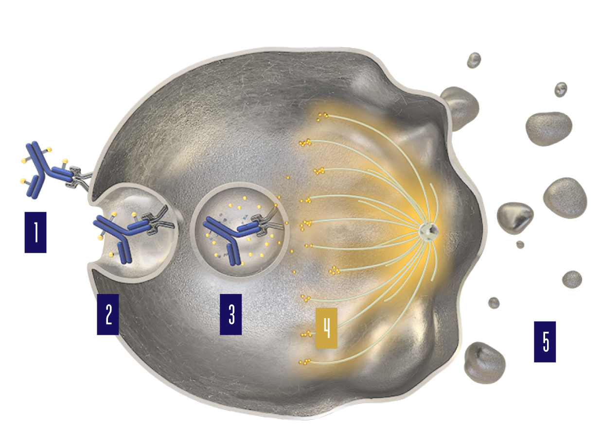 PADCEV mechanism of action step 4.