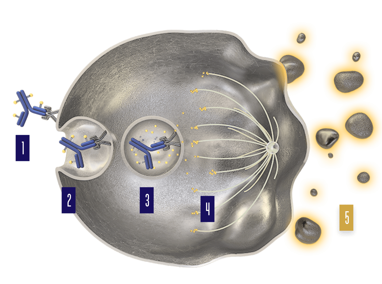 PADCEV mechanism of action step 5.