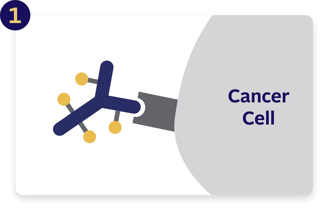 PADCEV attaches to the surface of the target cell.