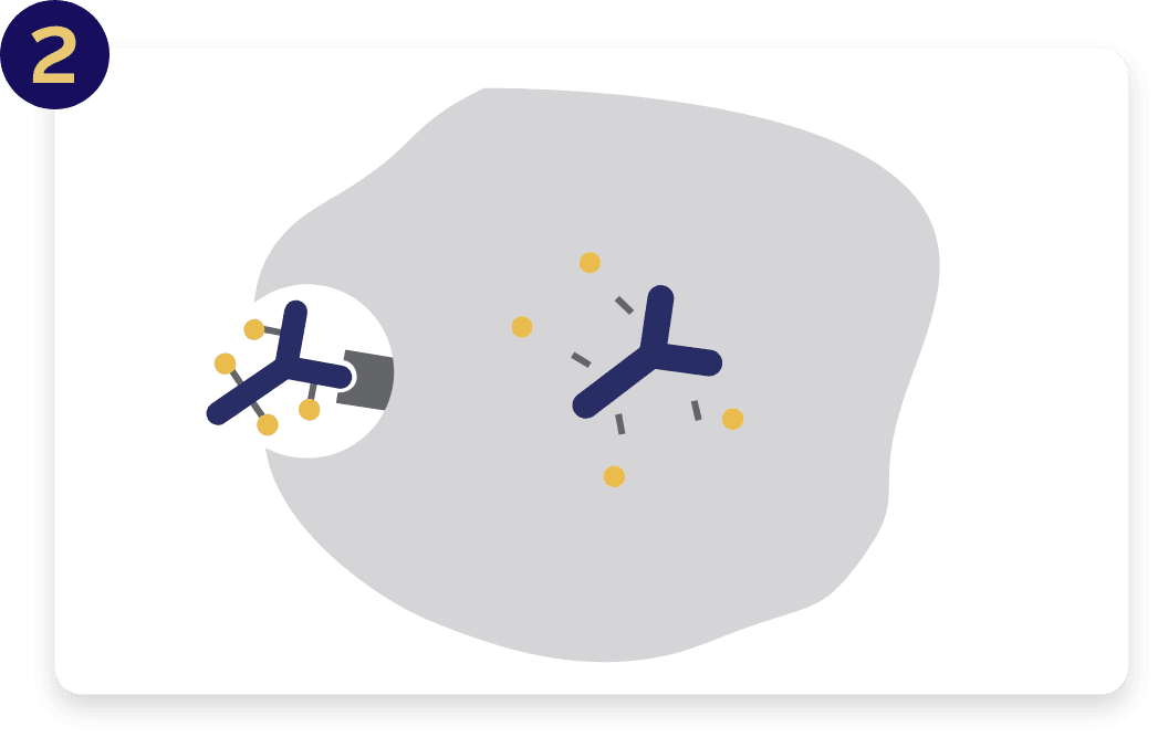 PADCEV enters certain cancer cells and releases cell-killing medicine