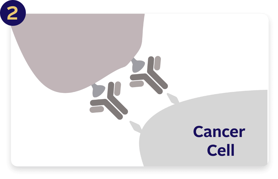 Pembrolizumab (also known as Keytruda®) helps prevent certain cancer cells from hiding and allows your immune system to find and fight them.