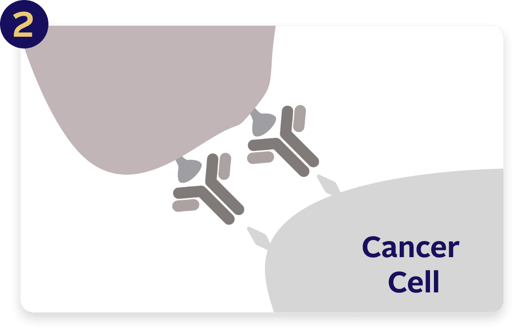 Pembrolizumab (also known as Keytruda®) helps prevent certain cancer cells from hiding and allows your immune system to find and fight them.