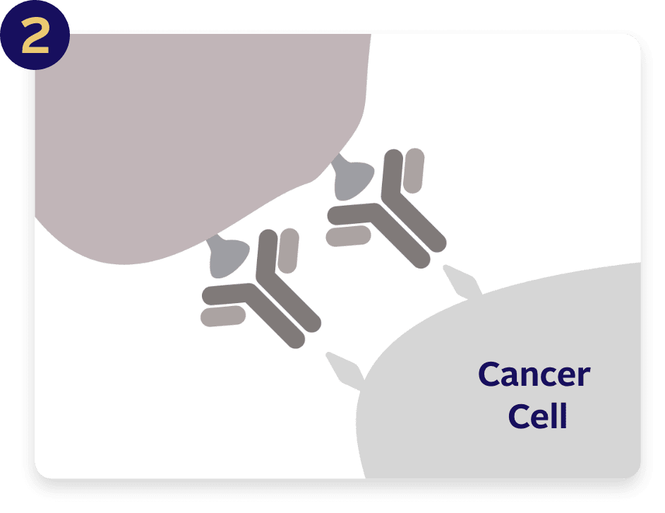 Pembrolizumab (also known as Keytruda®) helps prevent certain cancer cells from hiding and allows your immune system to find and fight them.