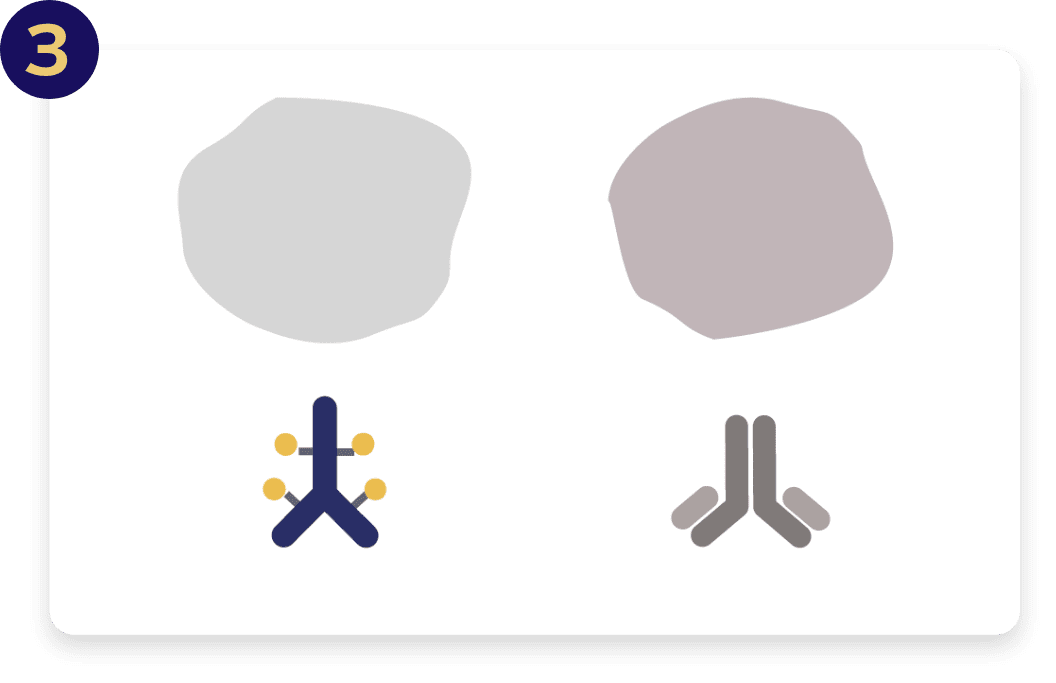 PADCEV and pembrolizumab (also known as Keytruda®) each work to treat advanced bladder cancer in different ways.