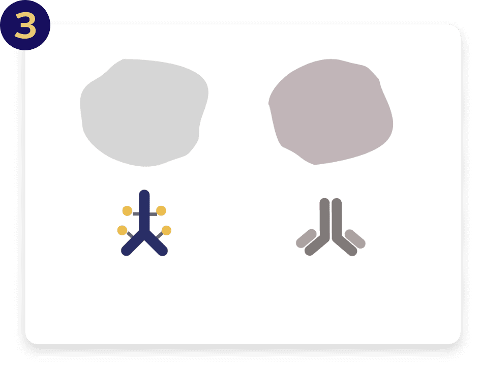 PADCEV and pembrolizumab (also known as Keytruda®) each work to treat advanced bladder cancer in different ways.