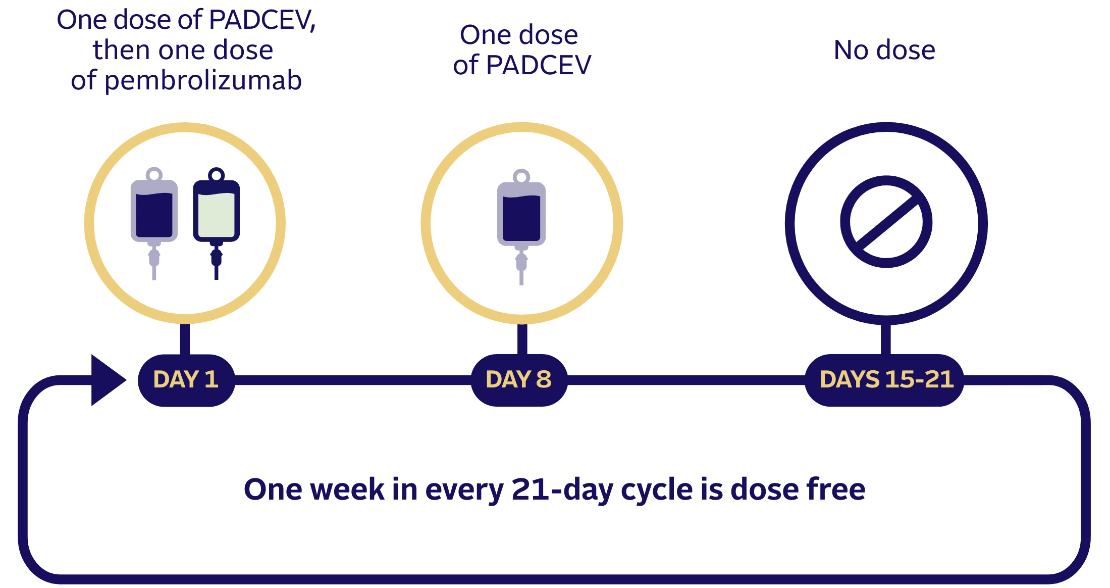 How PADCEV was given with pembrolizumab (also known as Keytruda®) in clinical studies