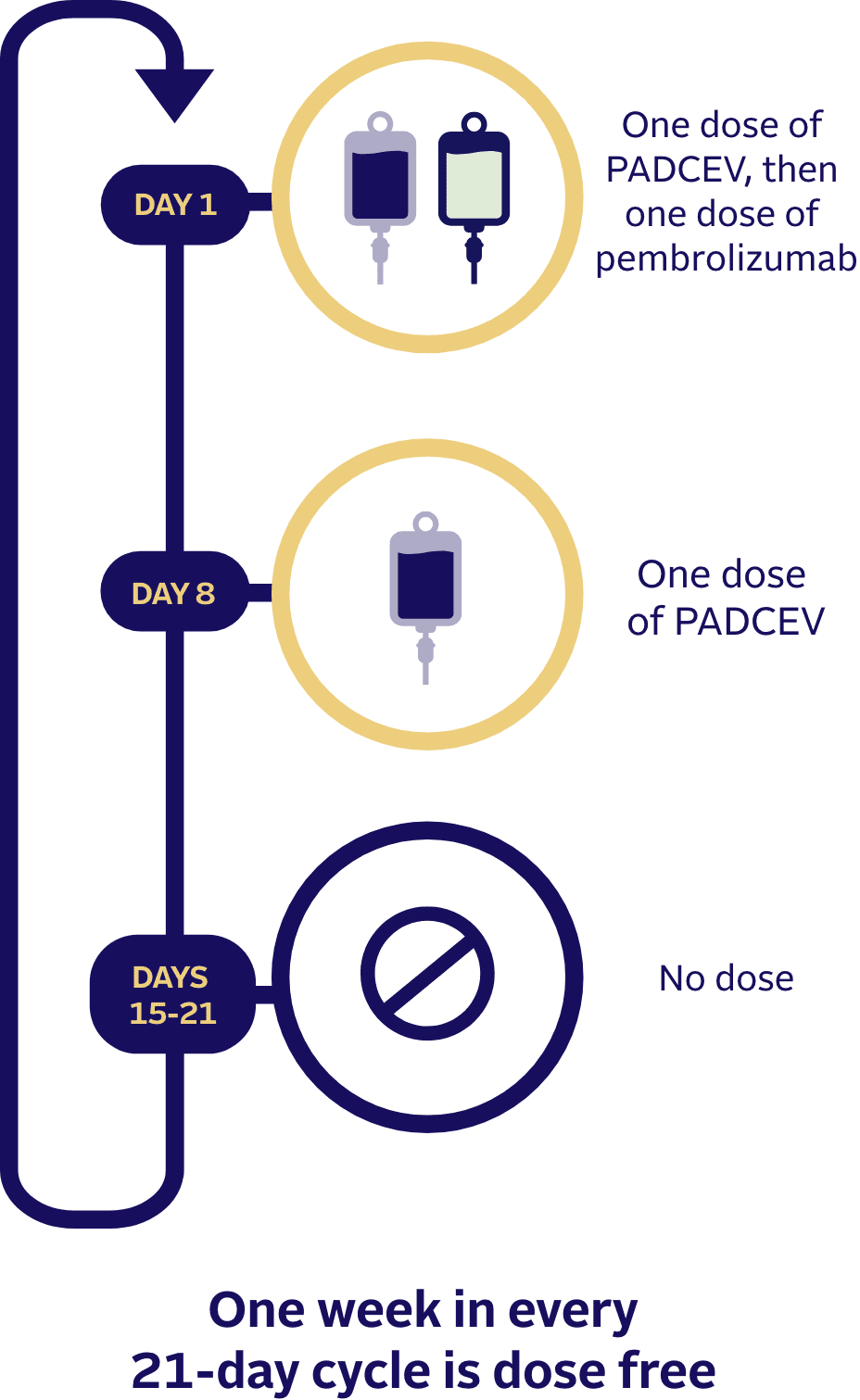 How PADCEV was given with pembrolizumab (also known as Keytruda®) in clinical studies
