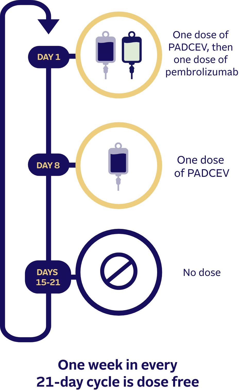 How PADCEV with pembrolizumab (also known as Keytruda®) was given in clinical studies.