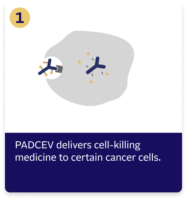 PADCEV delivers cell-killing medicine to target cell