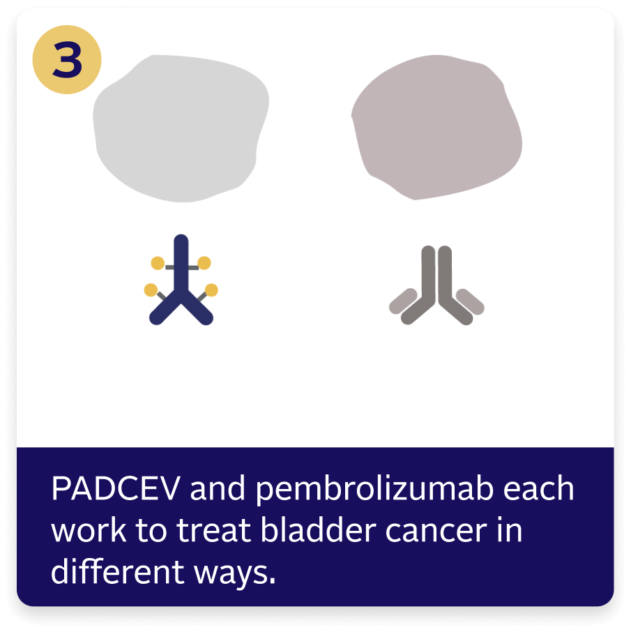 PADCEV® and pembrolizumab (also known as Keytruda®) each work to treat muscle-invasive bladder cancer in different ways