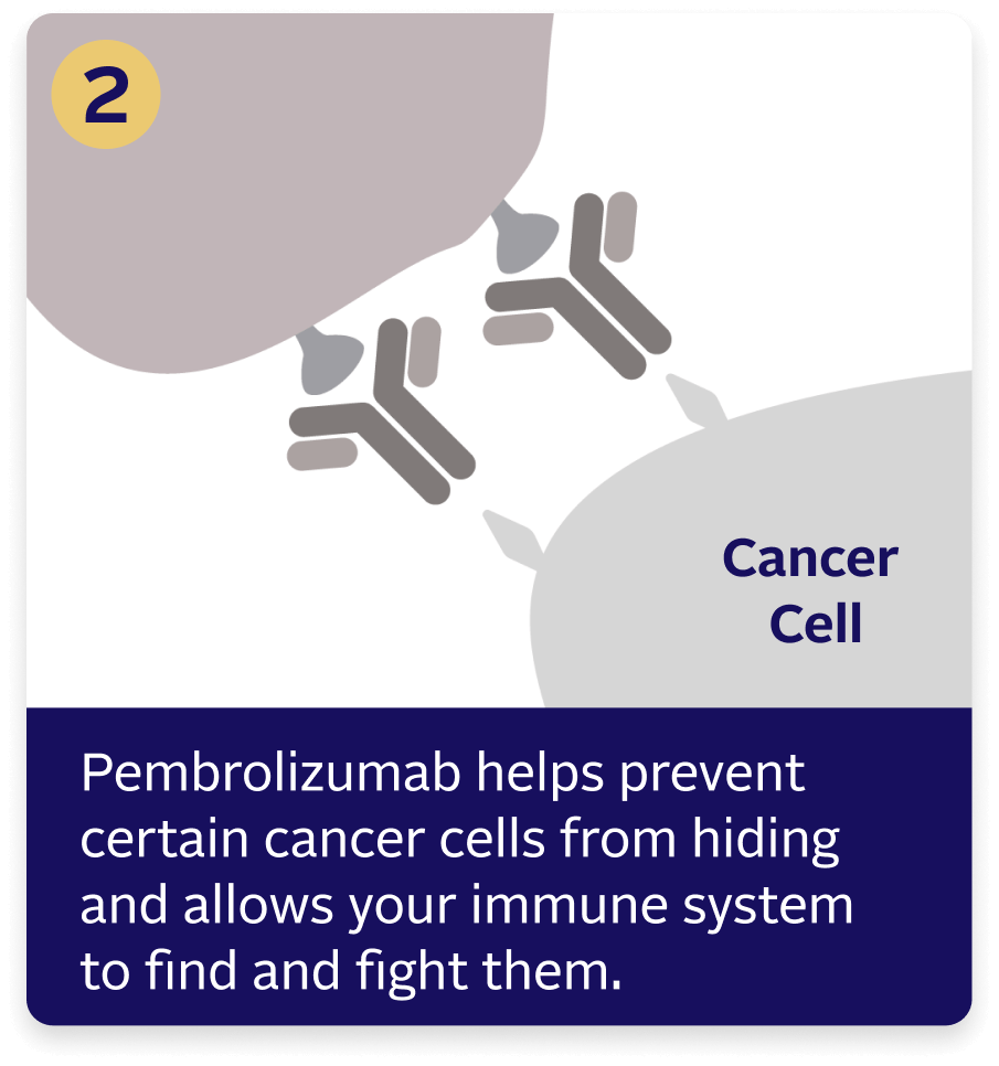 Pembrolizumab (also known as Keytruda®) helps prevent certain cancer cells from hiding and allows your immune system to find and fight them